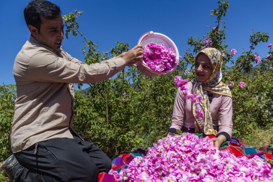 آیا دشت گل محمدی لایزنگان داراب ثبت جهانی می‌شود