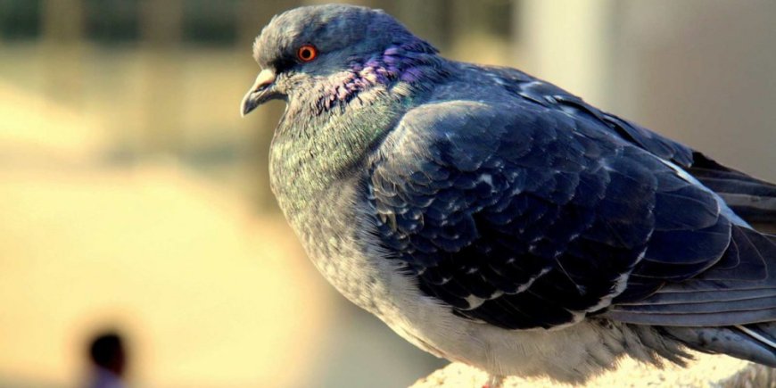 محقق زن ایرانی به راز پشتک زدن کبوترها پی برد