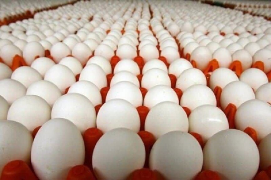 صادرات ۲۰ هزار تن تخم مرغ در فروردین امسال