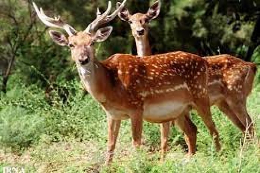رایزنی و نشست کارشناسی برای افزایش ضریب حفاظت گوزن زرد در ارسنجان