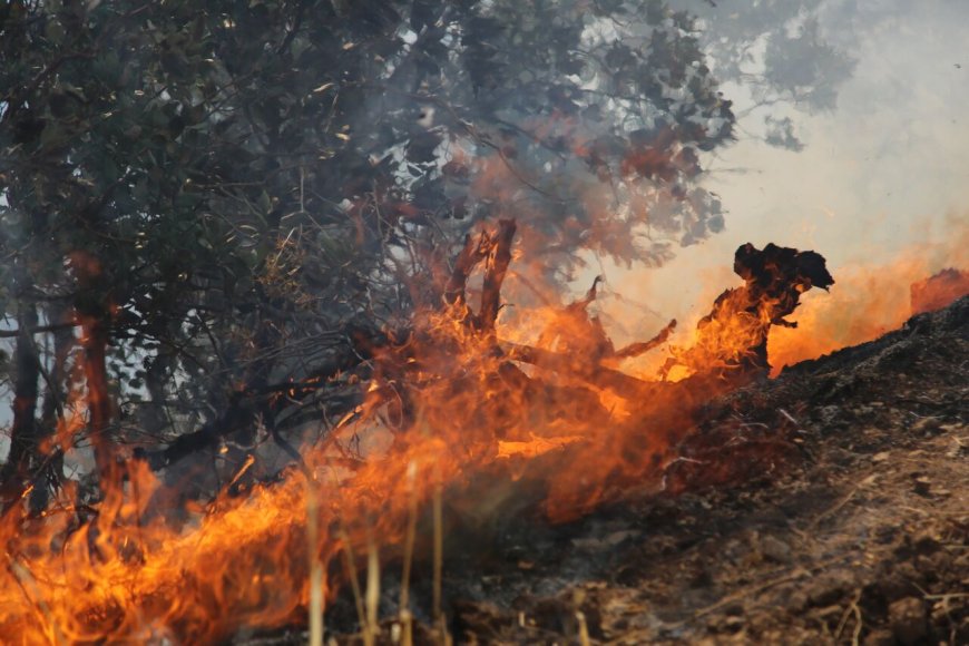 ۱۷نفر جنگل‌های لرستان را آتش زدند؟