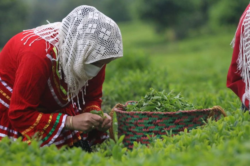 افزون بر ۸۴ هزار تن برگ سبز چای از چایکاران کشور خریداری شد