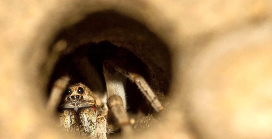 عنکبوتی که رکورد «طول عمر» را شکست
