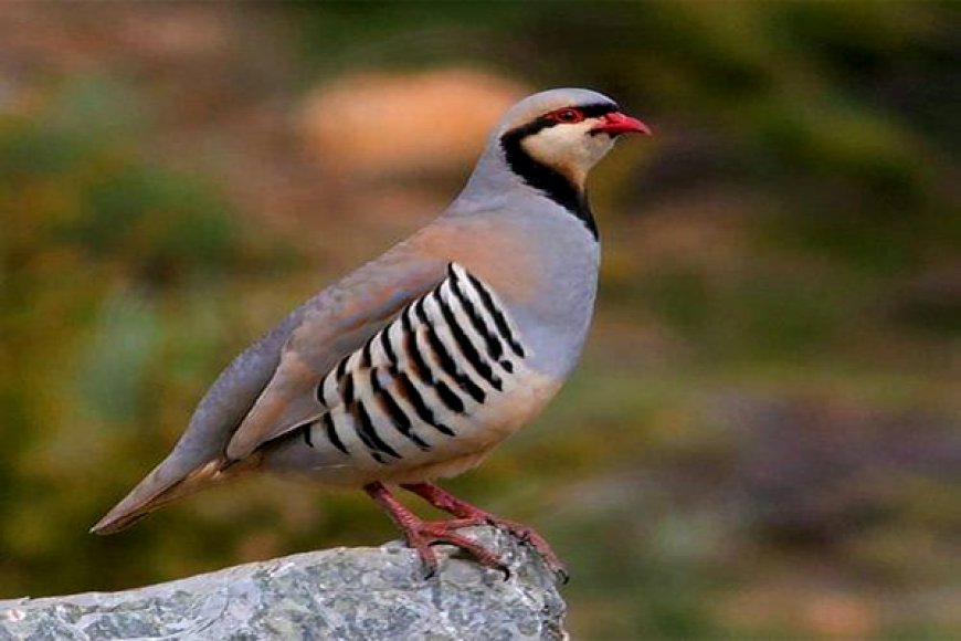 کبک ها در ارسنجان به سفره ضیافت نرسیدند