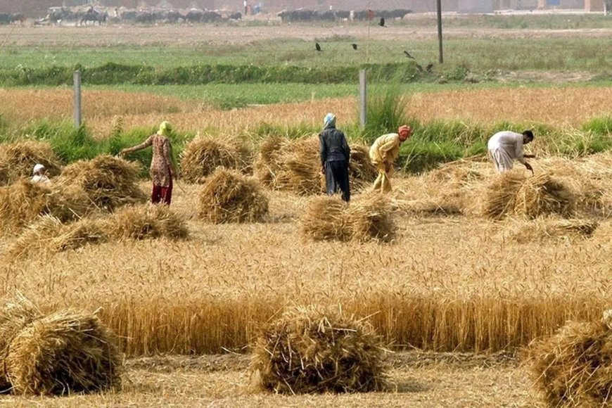 هشدار به گندم‌کاران درپی کاهش بارندگی‌ پاییز