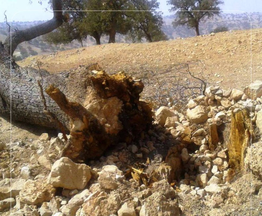 ماجرای قطع درخت ۷۰۰ساله بلوط در فارس صحت ندارد