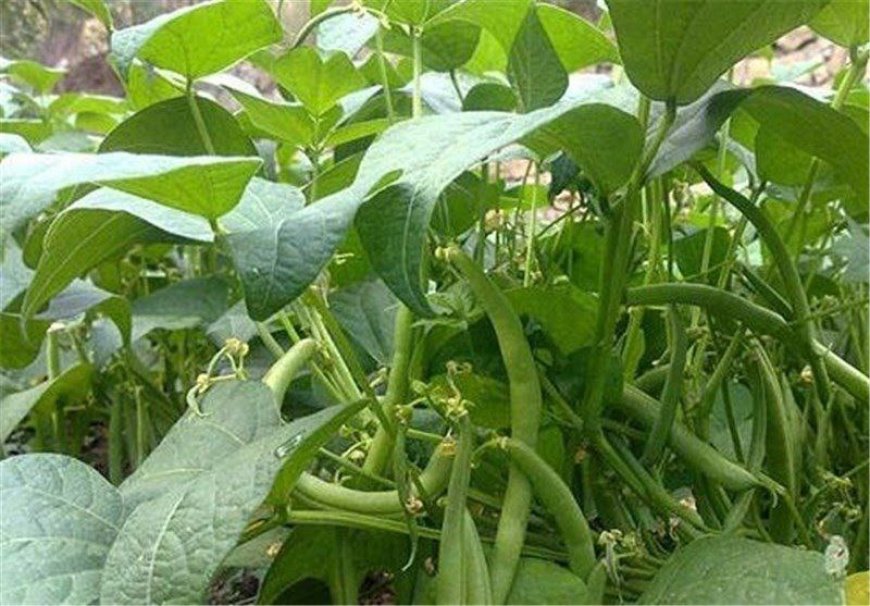 برداشت لوبیا سبز از زمین‌های کشاورزی منطقه توکهوروهشتبندی