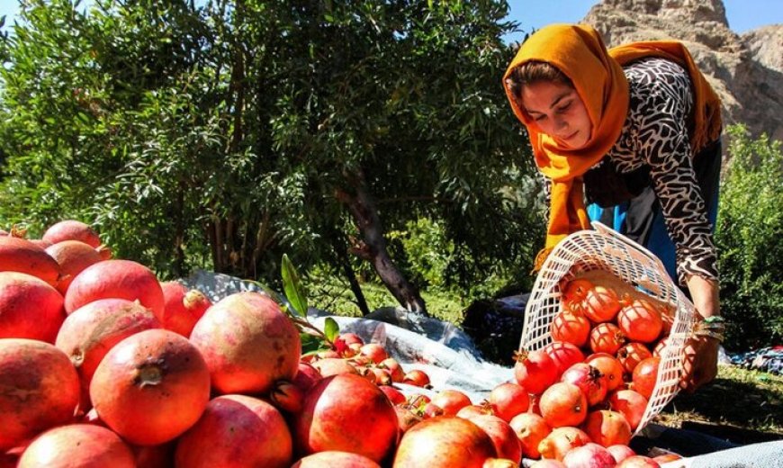 خرما، انجیر و انار فارس روی چرخ صادرات؛ از راه‌اندازی میزملی تا برگزاری نمایشگاه