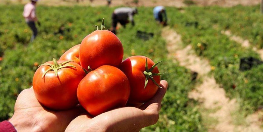 گوجه فرنگی‌های هرمزگان راهی بازار شد
