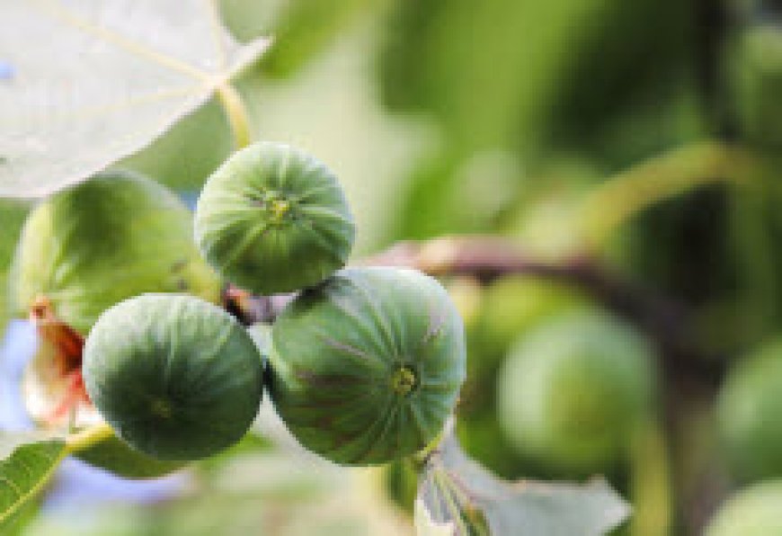 از راه‌اندازی کنسرسیوم صادراتی انجیر استهبان حمایت می‌کنیم