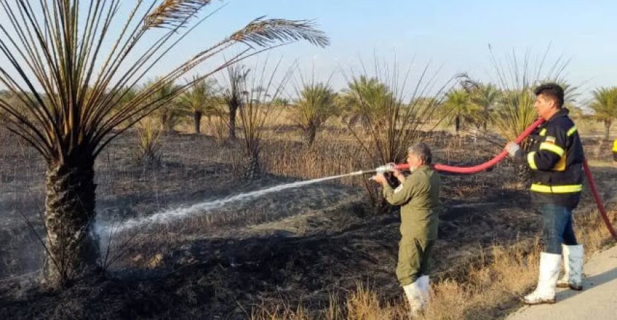 ۲۰۰ نخل در شادگان دچار آتش سوزی شدند