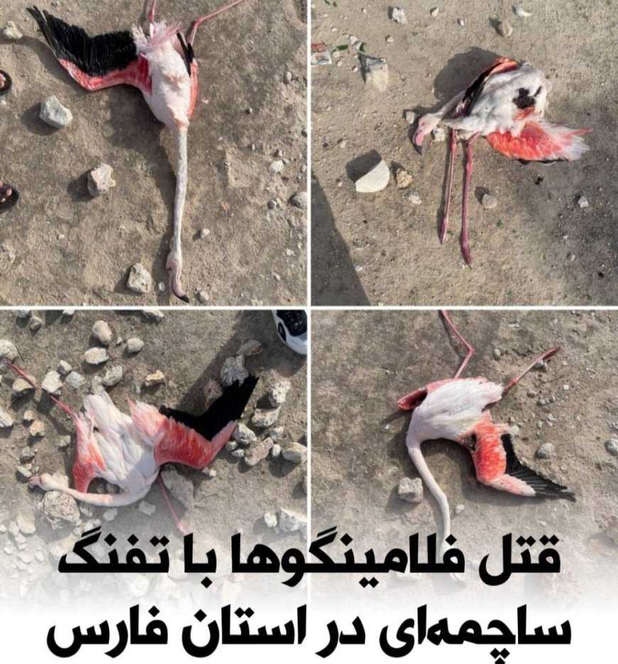 قتل فلامینگوها با تفنگ ساچمه ای در فارس
