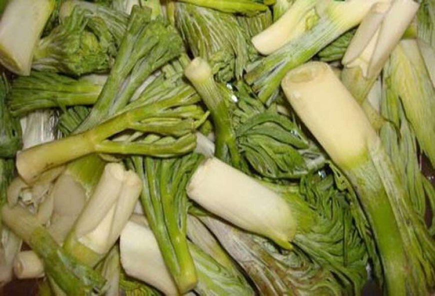 بوته کنی بی رحمانه گیاهان خوراکی تهدید جدی زیست محیطی در کهگیلویه و بویراحمد