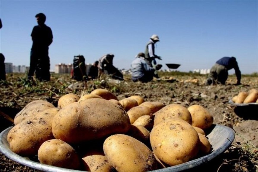 آغاز برداشت سیب‌زمینی در حاجی‌آباد با پیش‌بینی تولید ۱۹ هزار تنی