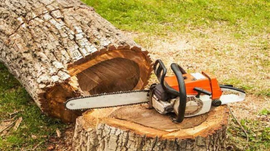 ورود دادستان یاسوج به ماجرای قطع درختان بلوط