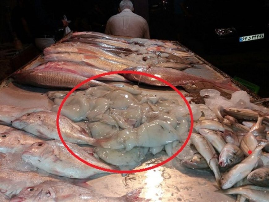 عرضه آبزیان حرام گوشت در فارس خلاف شرع و غیرقانونی است