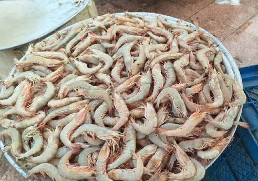 آغاز برداشت میگو از مزارع پرورش شهرستان سیریک