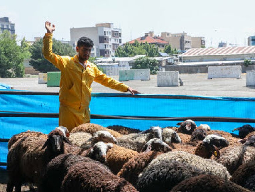 اعلام ۶ جایگاه عرضه و ذبح بهداشتی دام همزمان با عید قربان در شیراز