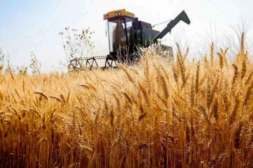 مطالبات گندمکاران از امروز پرداخت می‌شود