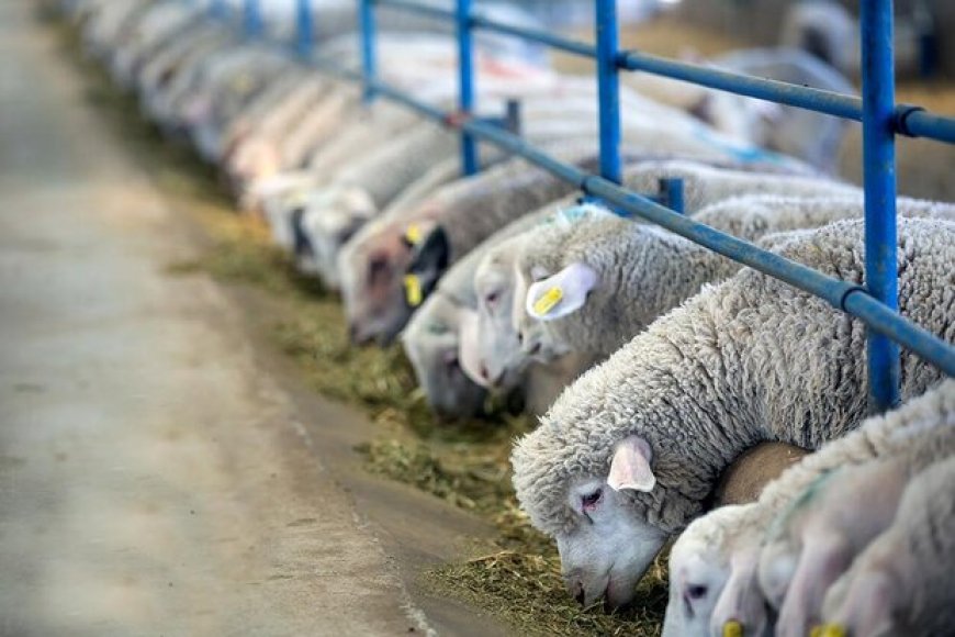 حمایت از طرح‌های اشتغال‌زا در حوزه کشاورزی استان بوشهر
