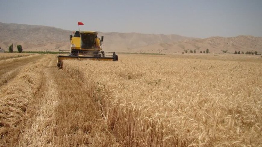 مابقی مطالبات گندمکاران خوزستانی هرچه سریع‌تر پرداخت شود