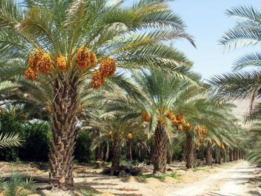 برداشت رطب و خرما از نخلستان‌های شهرستان زرین دشت