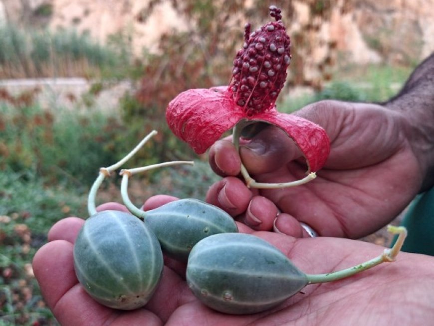 لگجی؛ گیاه بومی و پرخاصیت در گچساران
