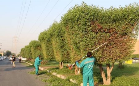 تابستان داغ اهواز، تنش در گیاهان شهری