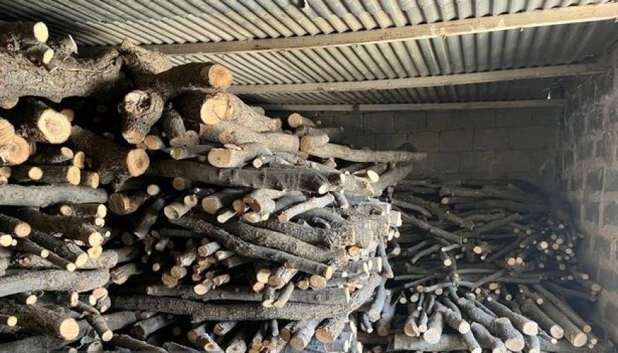 نقره داغ قاچاقچیان چوب در شهرستان دنا