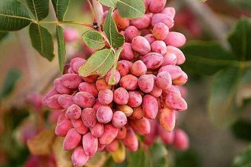 پیش بینی برداشت ۱۸ هزار تُن پسته از باغ‌های فارس