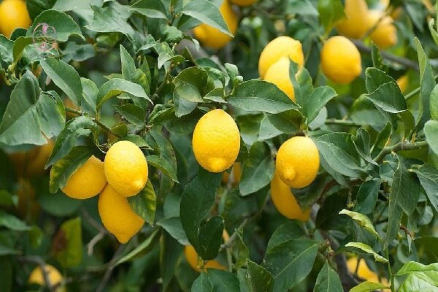 برداشت لیموشیرین از باغ‌های مرکبات توکهور و هشتبندی آغاز شد