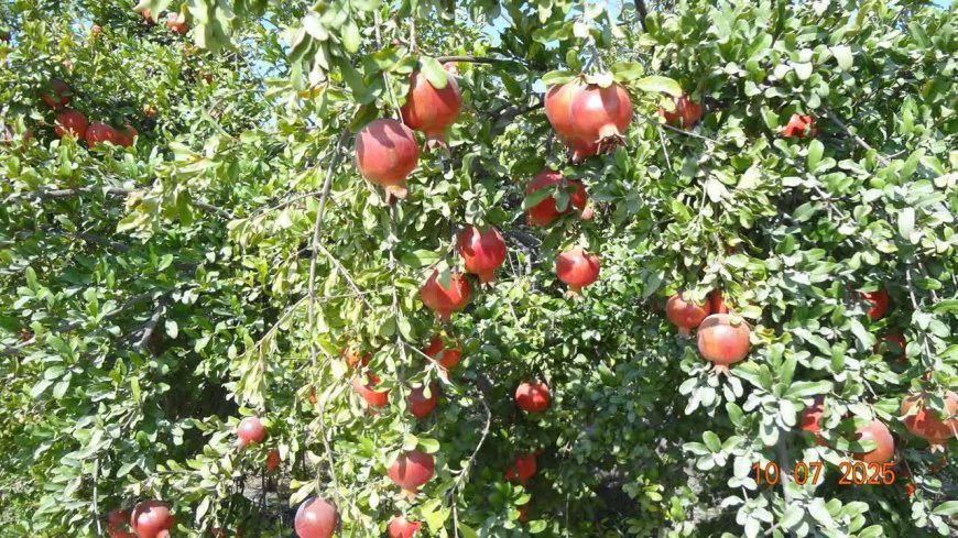 یاقوت سرخ کازرون به بازار آمد