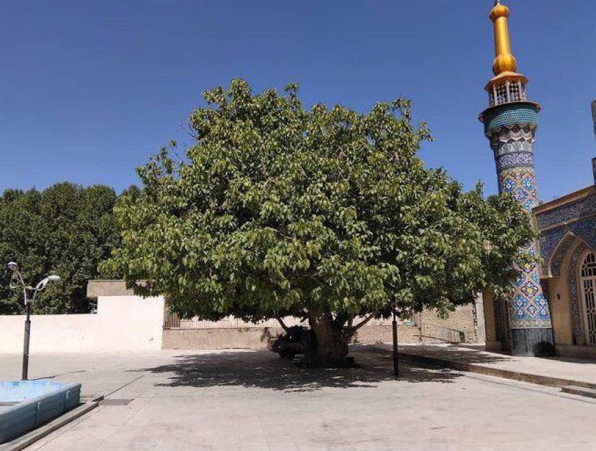 قطع بخشی از تنه درخت ۵۰۰ ساله اقلید