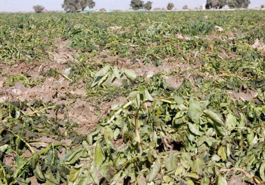 بررسی خسارت‌های کشاورزی در پنج شهرستان هرمزگان توسط ۳۷ گروه ارزیاب