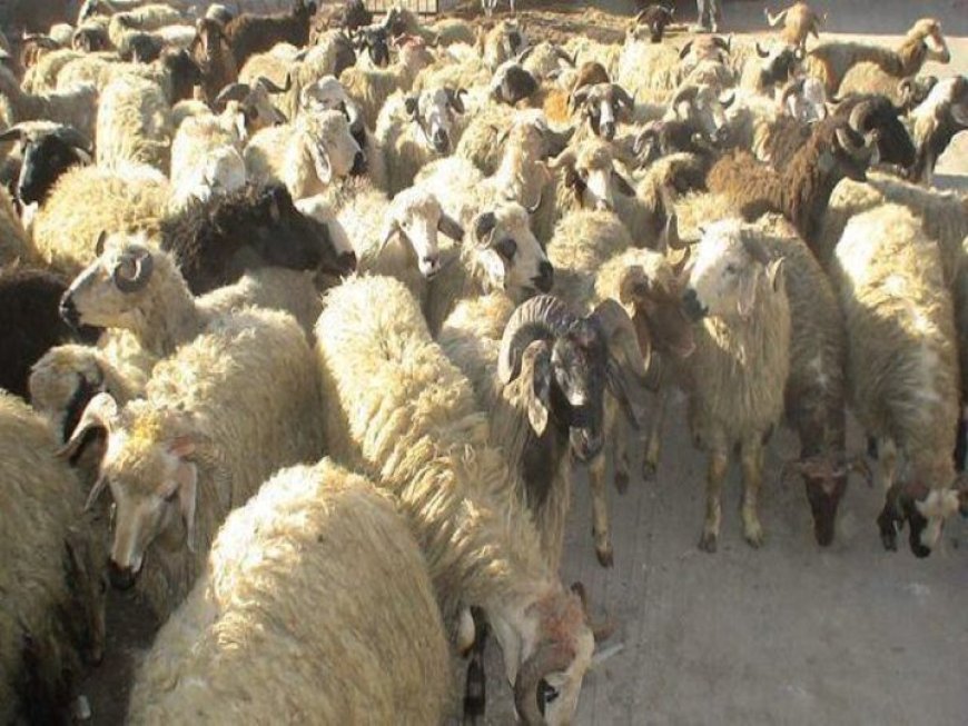 احشام قاچاق در میناب کشف شد
