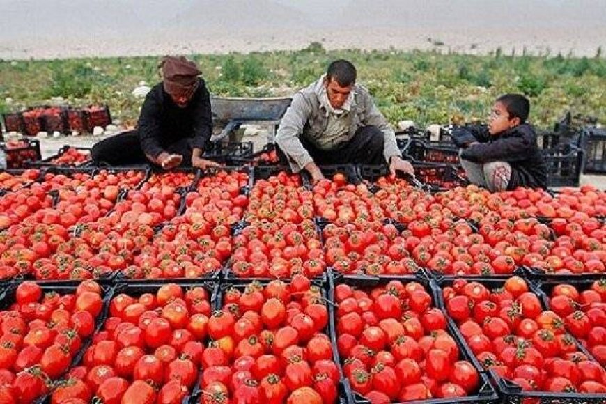 برداشت ۲۴ هزار تن گوجه فرنگی  پاییزه در گچساران