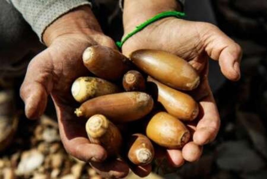 آموزش کاشت بذر بلوط به دانش‌آموزان خوزستانی با هدف حفاظت از زاگرس
