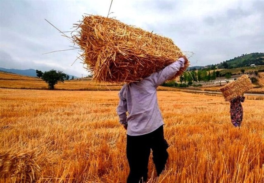 بخشی از مطالبات گندم‌کاران خوزستان هفته آینده پرداخت می‌شود