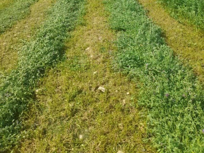 تقویت زنجیره تأمین خوراک دام در گچساران با کشت ۴۵۶ هکتار یونجه