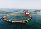 خرمشهر در مسیر تبدیل شدن به قطب شیلات منطقه