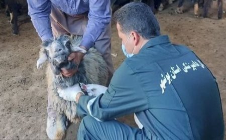 اجرای موفق واکسیناسیون بروسلوز در دام‌های استان بوشهر