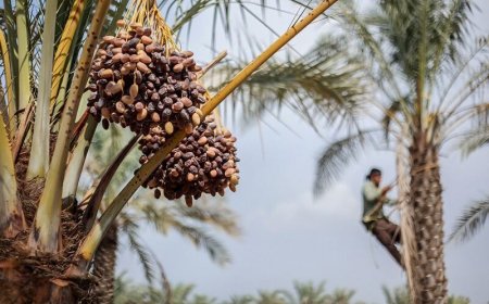 رویداد «مخ برون» ثبت ملی شد
