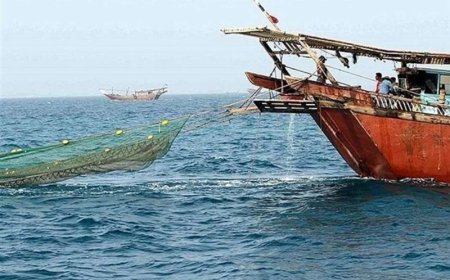 صید میگو در بوشهر ۳۰ درصد کاهش یافت