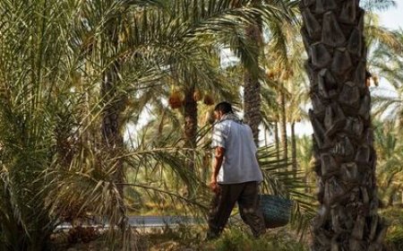پیش‌بینی برداشت ۲۳۰ هزار تن خرما از نخیلات بوشهر