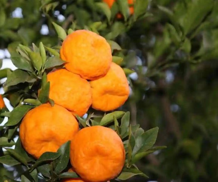 نجات طلای نارنجی هرمزگان با تثبیت برند جهانی «نارنگی سیاهو»