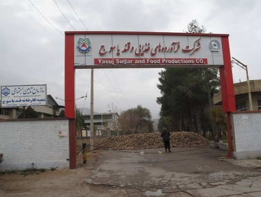 کارخانه قند یاسوج پس از ۹ سال به مدار تولید بازگشت