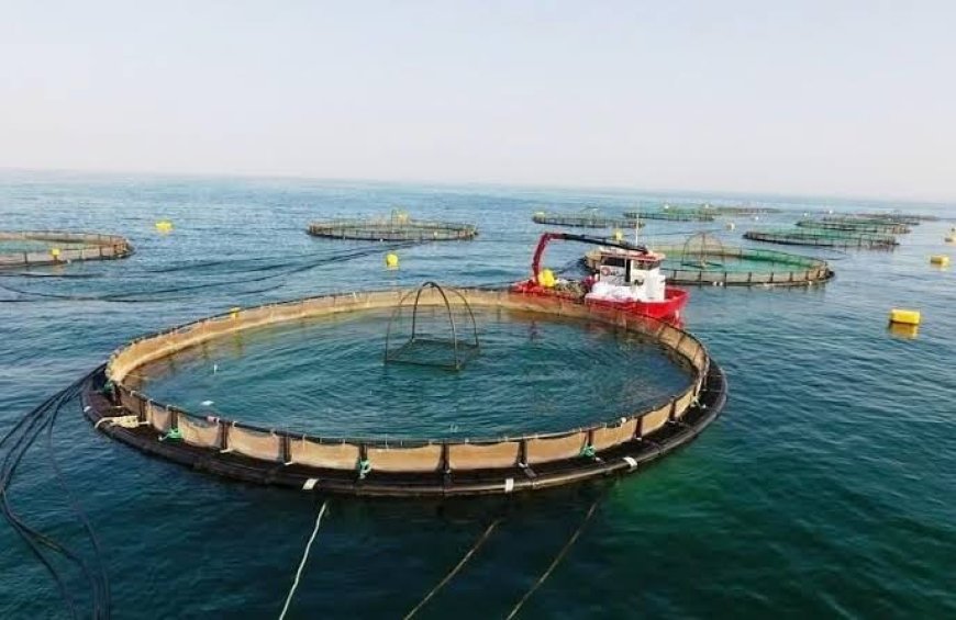 خرمشهر در مسیر تبدیل شدن به قطب شیلات منطقه