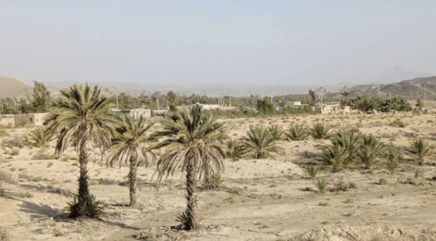 نیمه‌کاره ماندن پروژه احیای نخیلات روستای سراح پس از یک دهه