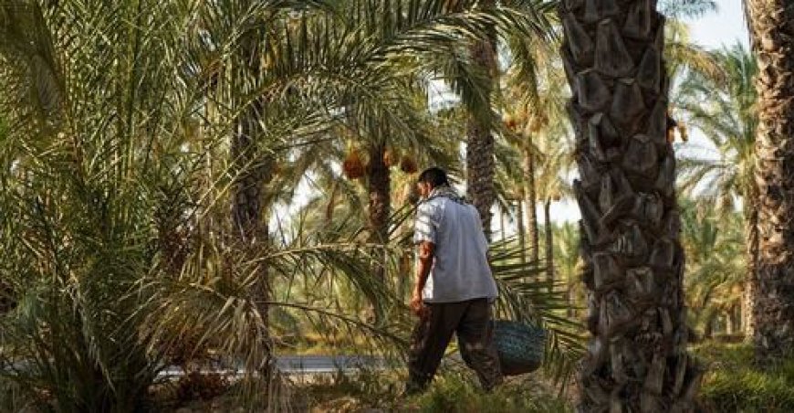 پیش‌بینی برداشت ۲۳۰ هزار تن خرما از نخیلات بوشهر