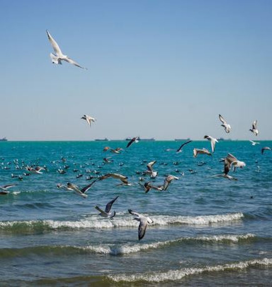 سواحل بوشهر از دوشنبه مواج می‌شود؛ افزایش نسبی دما در راه است
